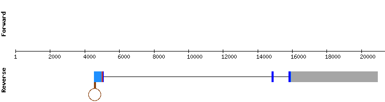 gene structure