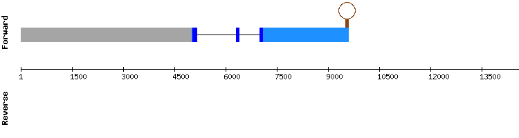 gene structure