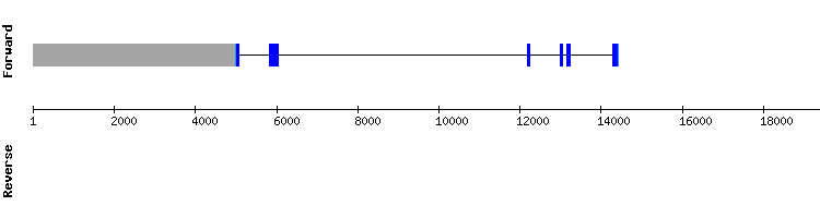 gene structure
