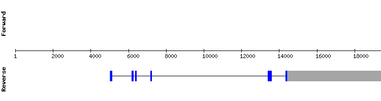 gene structure
