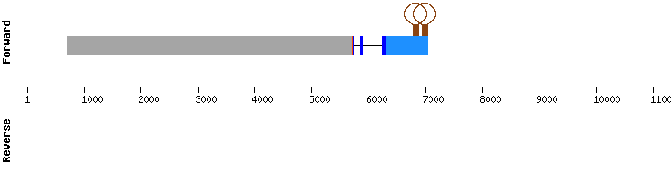 gene structure