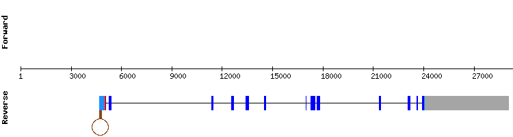 gene structure