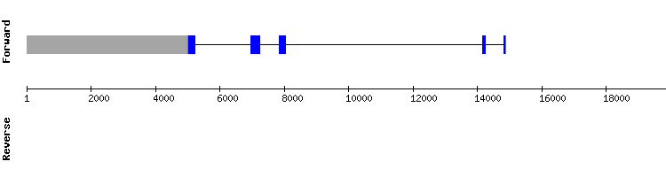 gene structure