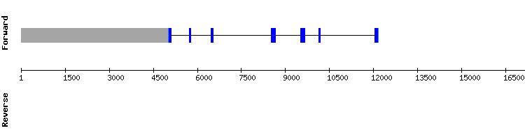 gene structure