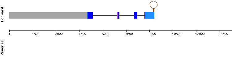 gene structure