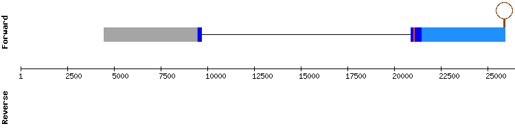 gene structure