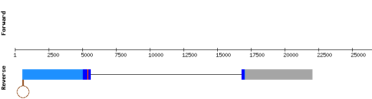 gene structure