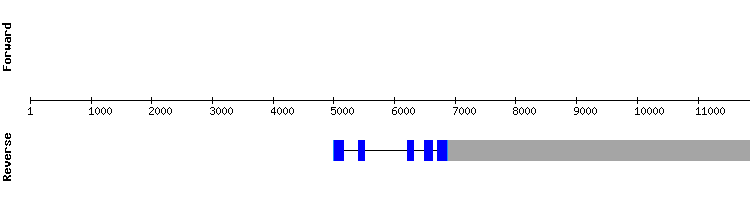 gene structure