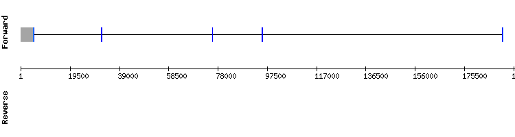 gene structure