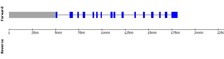 gene structure