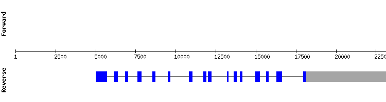 gene structure