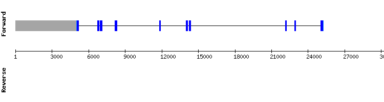 gene structure