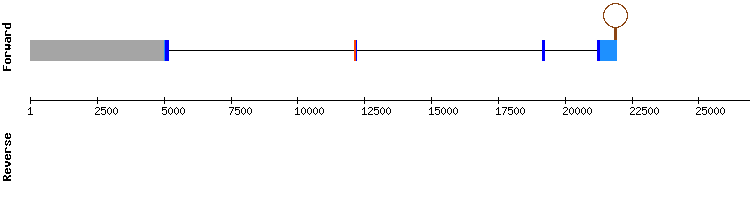 gene structure