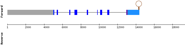 gene structure