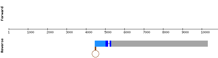 gene structure