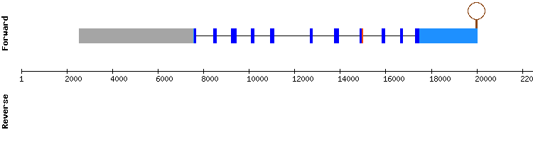 gene structure