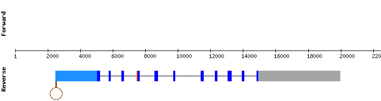 gene structure
