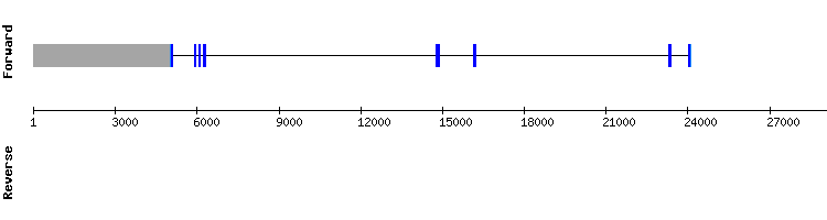 gene structure