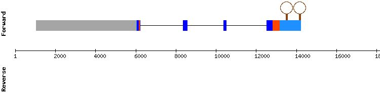 gene structure