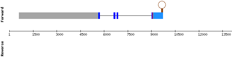 gene structure