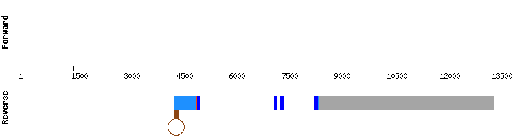 gene structure