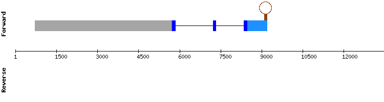 gene structure