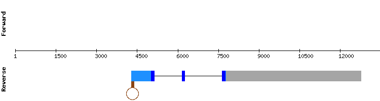 gene structure