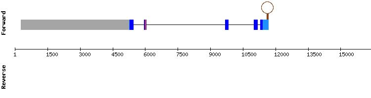 gene structure