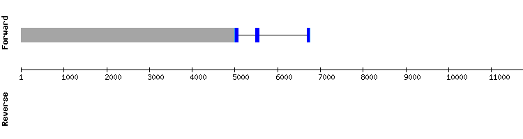 gene structure
