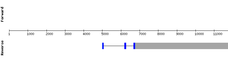 gene structure