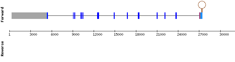 gene structure