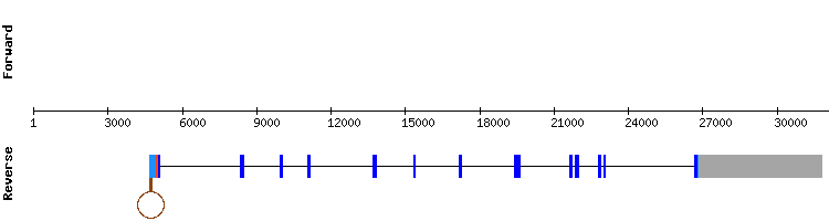 gene structure