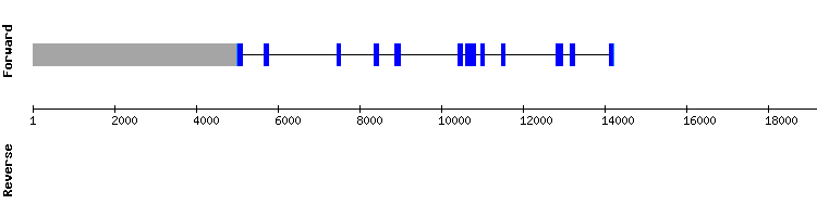 gene structure