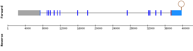 gene structure