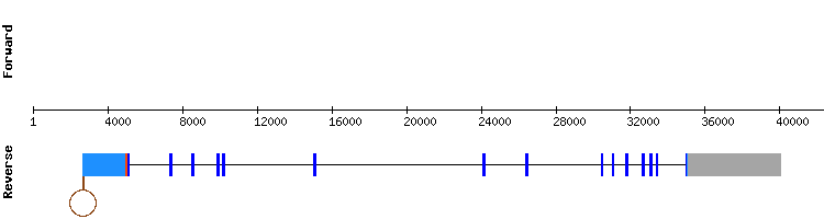 gene structure