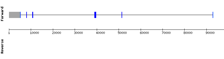 gene structure