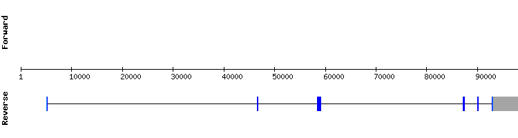 gene structure