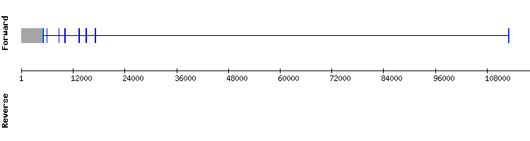 gene structure