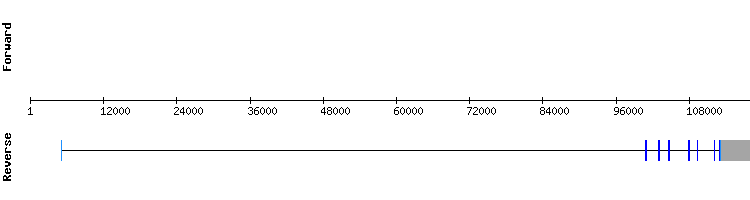 gene structure