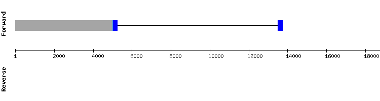 gene structure