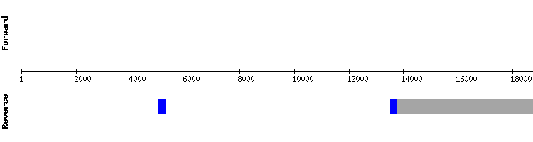 gene structure