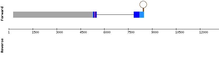 gene structure