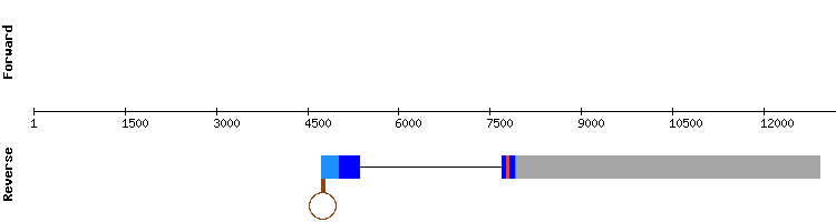 gene structure
