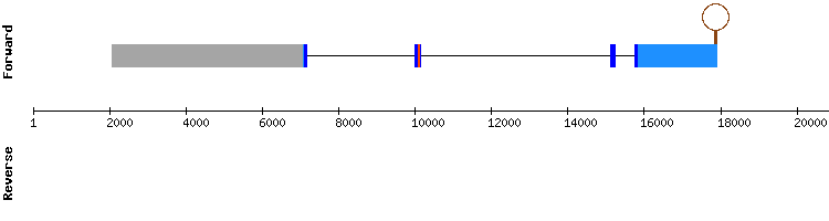 gene structure