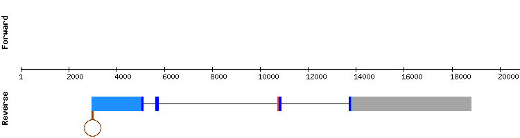 gene structure