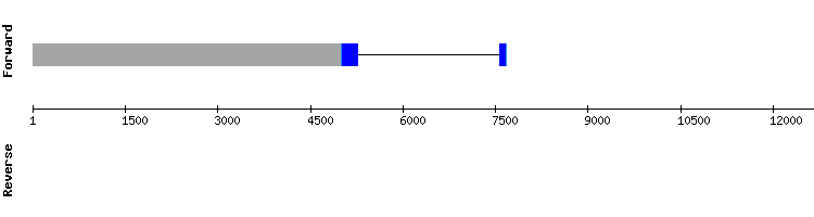 gene structure