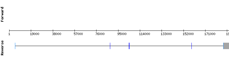 gene structure