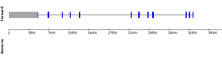 gene structure