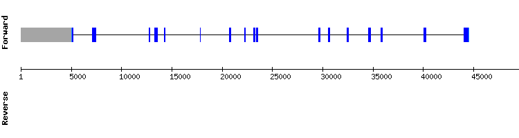 gene structure