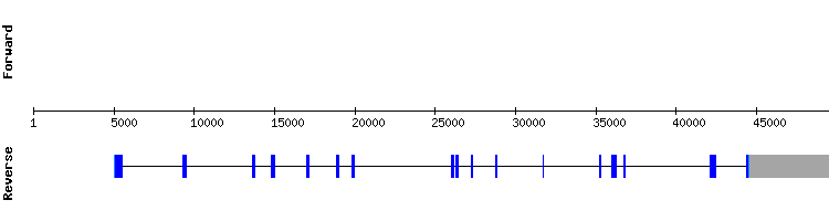 gene structure